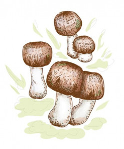 Mandelpilz - Agaricus blazei Murill