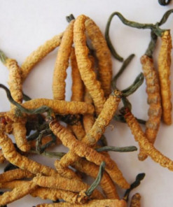 cordyceps