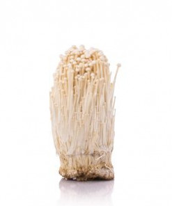 Samtfußrübling-Pilz