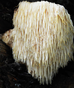 Löwenmähne in natürlichen Umgebung