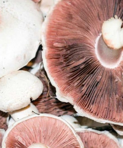 Mandelpilz - Brasilianischer Mandelegerling