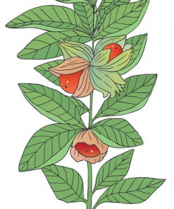 Zeichnung von Aschwagandha Pflanze (Schlafbeere)