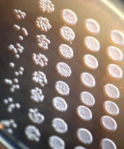 Gärungspilz unter dem Mikroskop