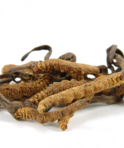 Getrockneter chinesischer Raupenpilz