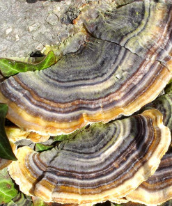 Schmetterlingstramete Pilzen