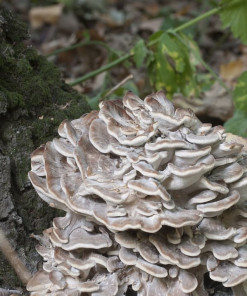 Klapperschwamm in der Natur