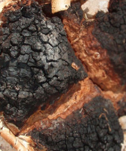 Sibirischer Chaga Pilz auf Birke